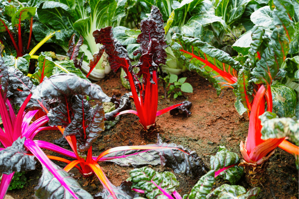 Growing Swiss Chard from Seeds to Harvest In the Home Garden