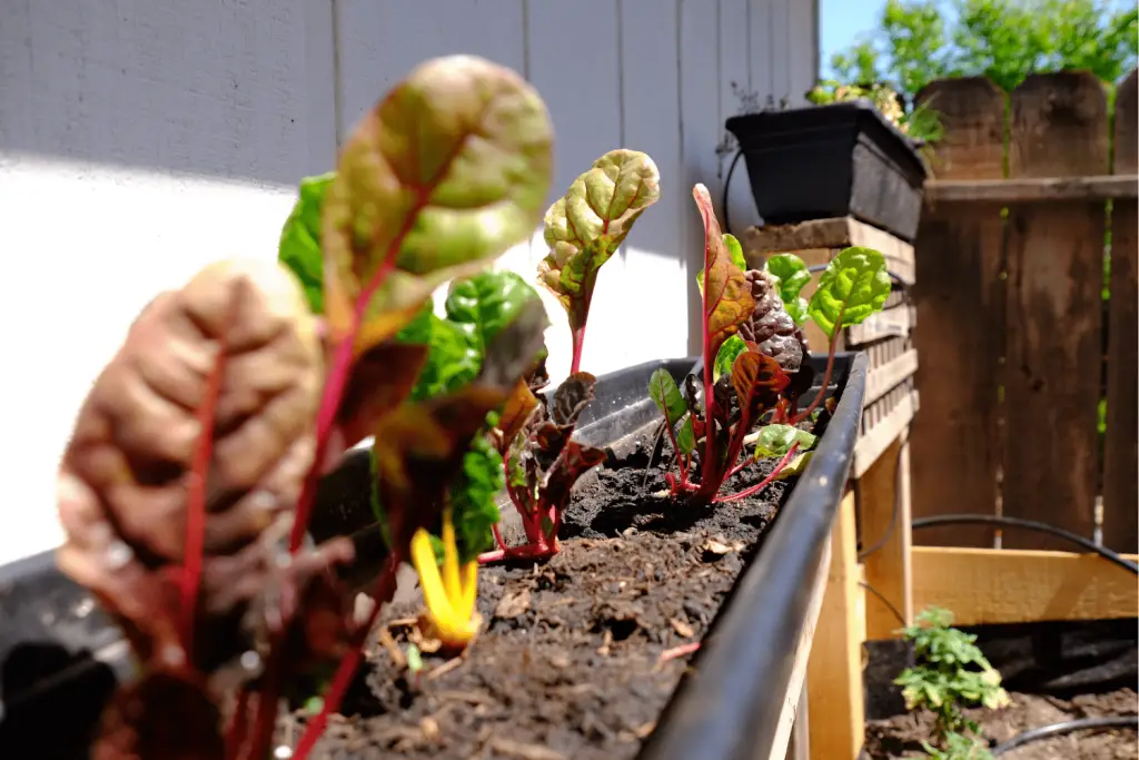 Growing Swiss Chard from seeds