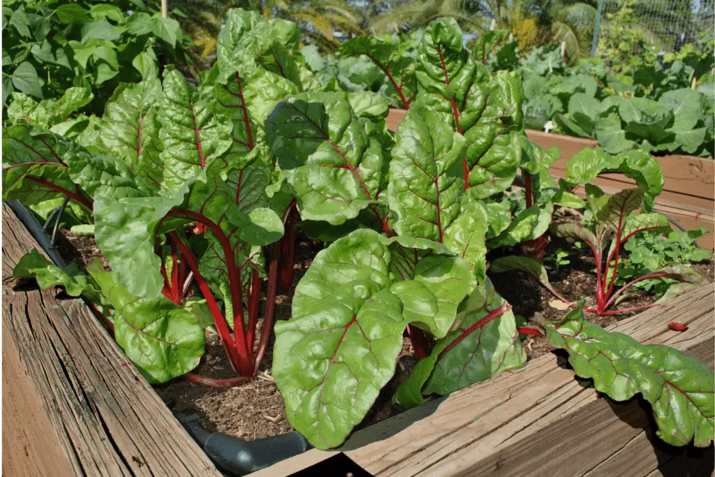 Growing Swiss Chard from seeds
