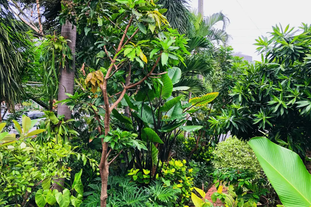 Backyard Tropical Garden Ideas