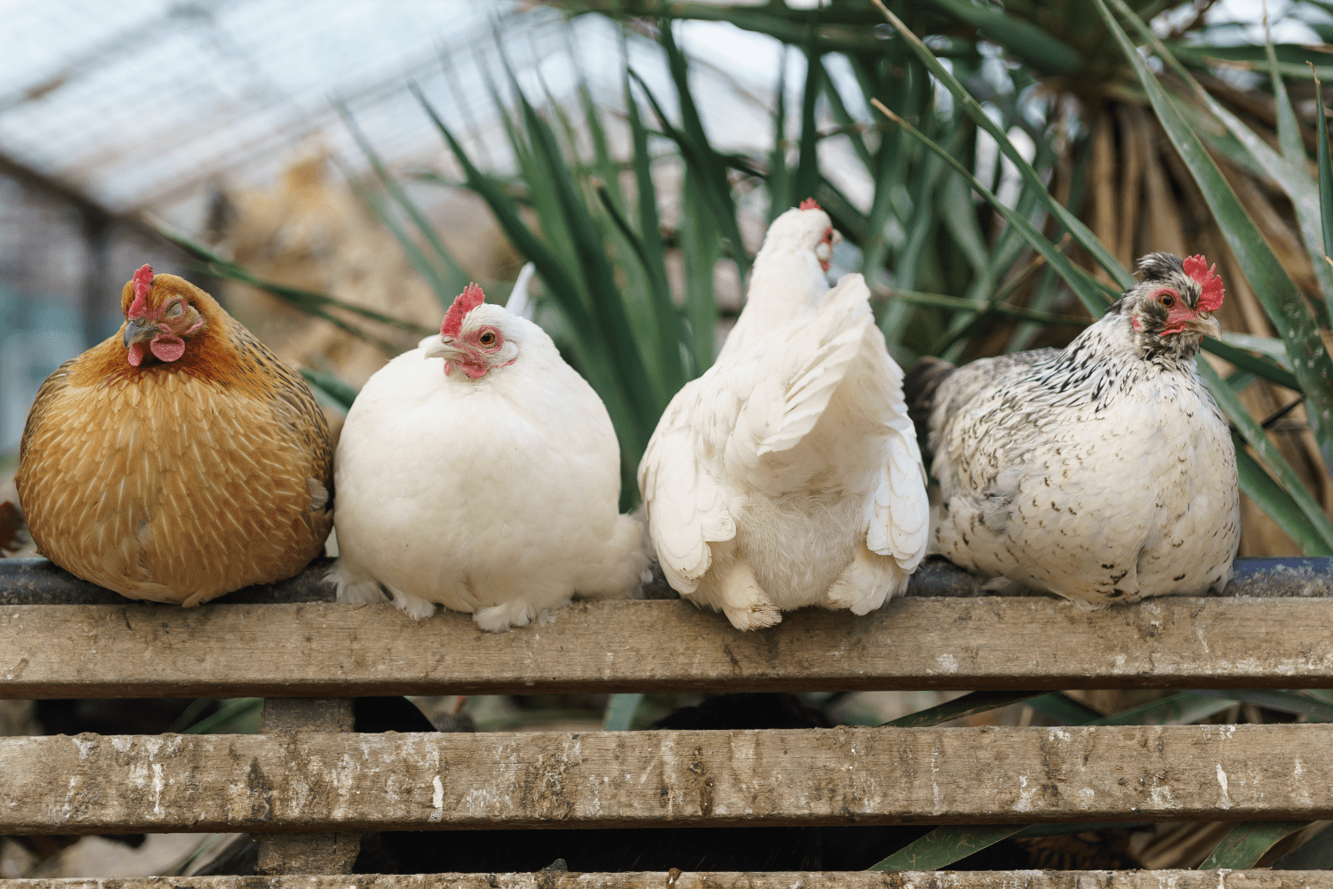 can chickens eat olives
