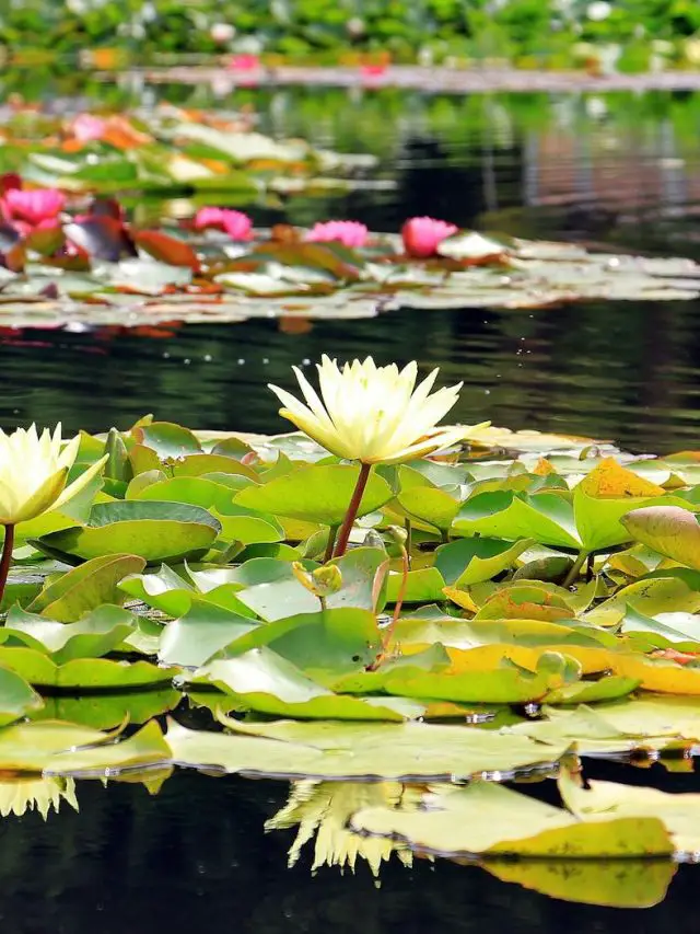20 Best Fish for a Backyard Pond!