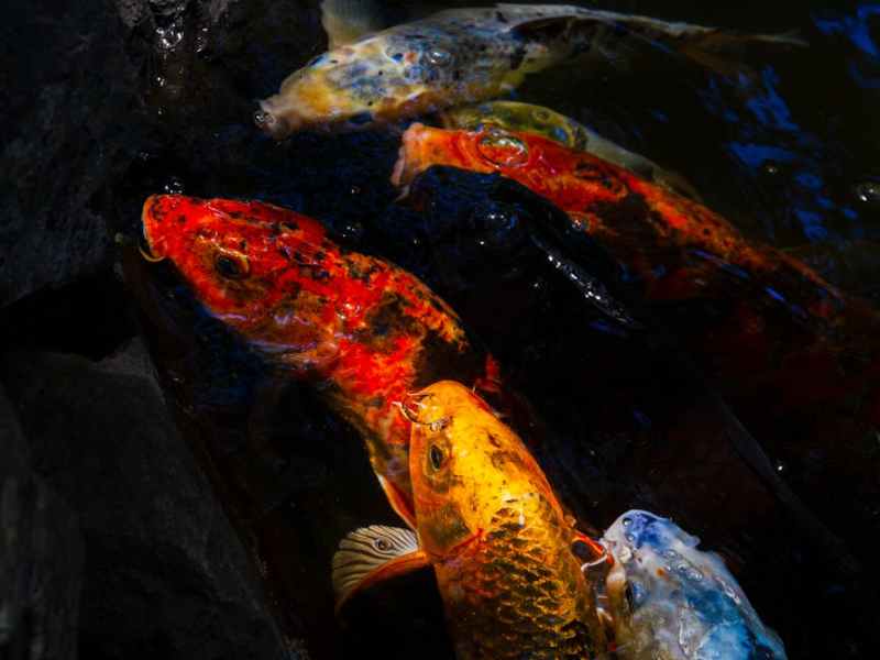20 Best Fish for a Backyard Pond