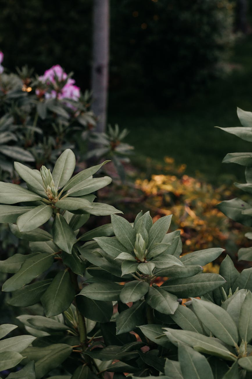 close up of a flowering shrub in a garden