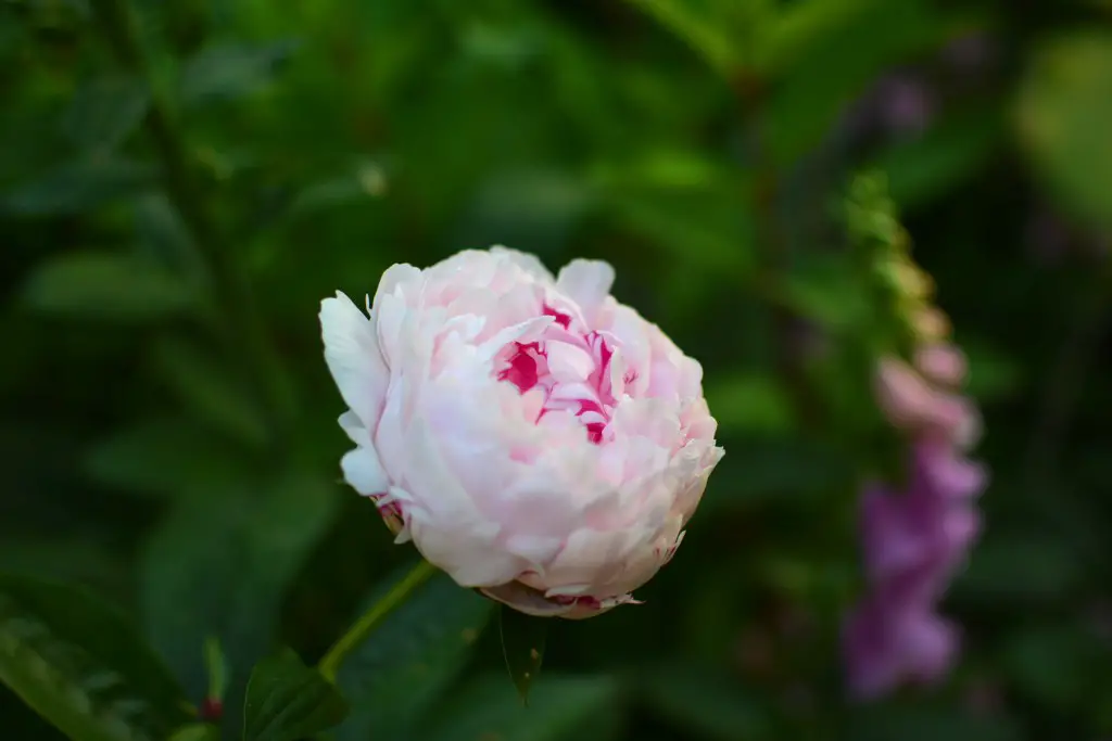 best fertilizer for peony flowers