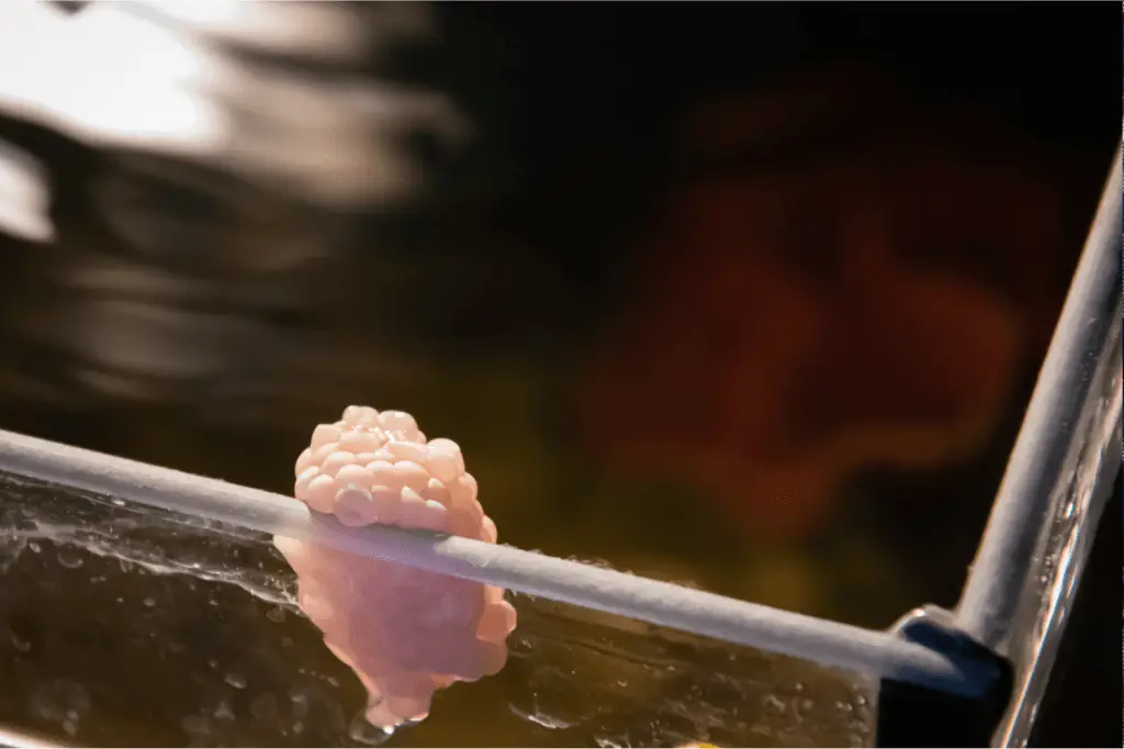what do snail eggs look like in an aquarium