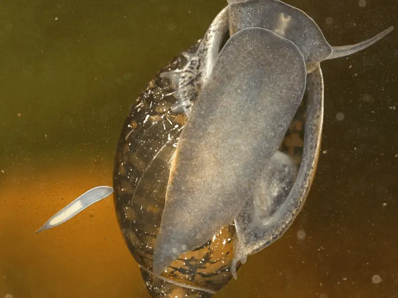 What do Snail Eggs Look like In a Fish Tank?
