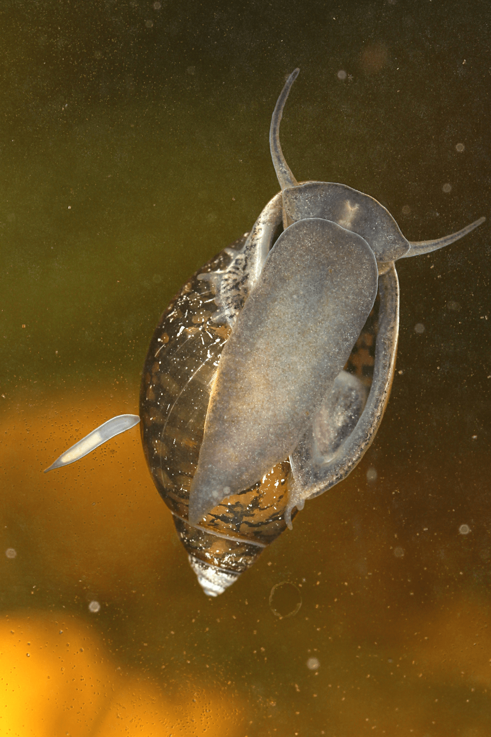 what do snail eggs look like in an aquarium
