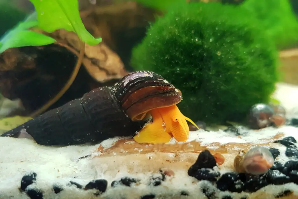 what do snail eggs look like in an aquarium