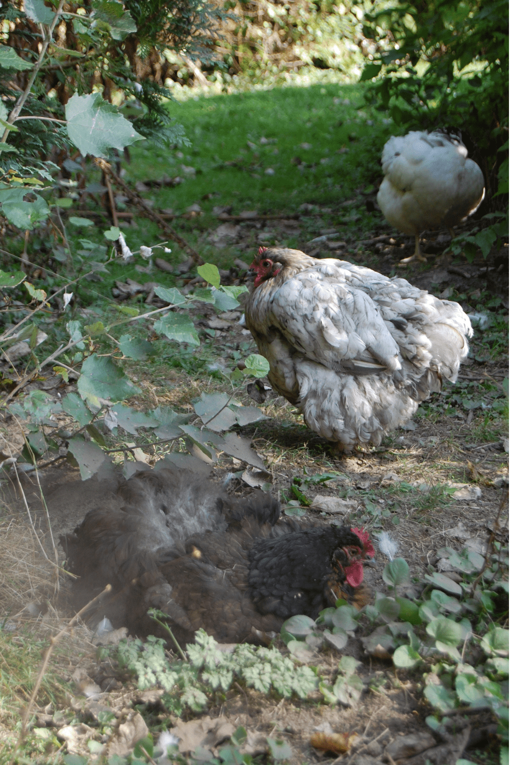 chicken dust bath Ingredients