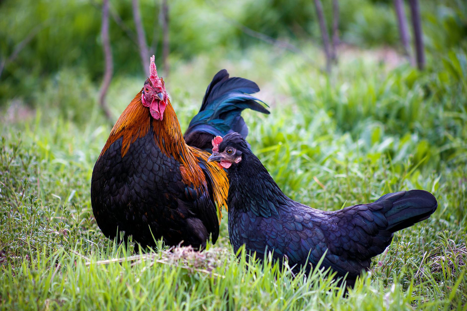 close up shot of rooster and black hen on grass