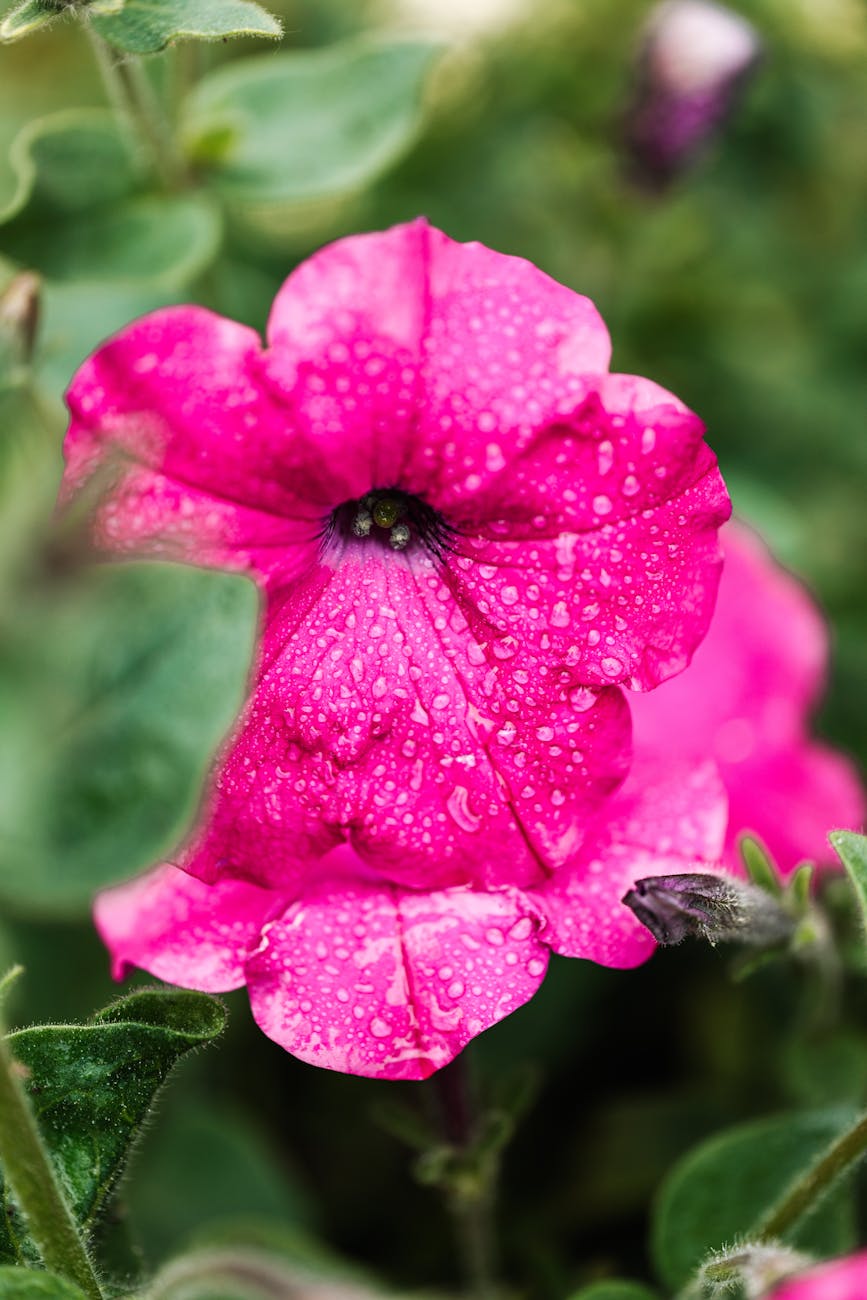 close up on pink petunia flower