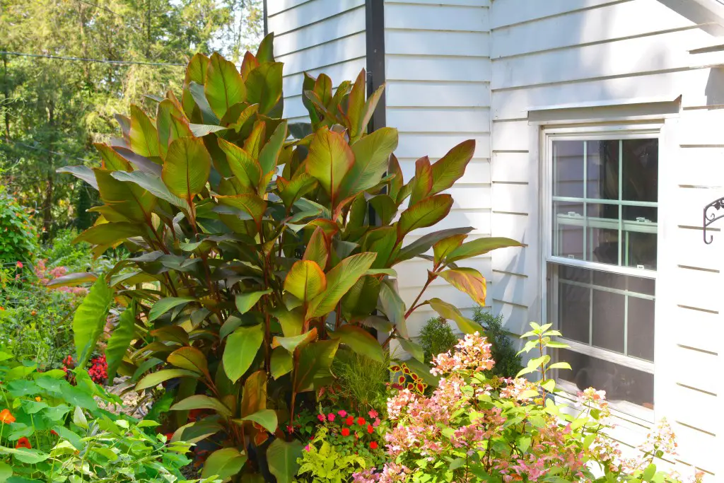Canna Lilies Perennial
