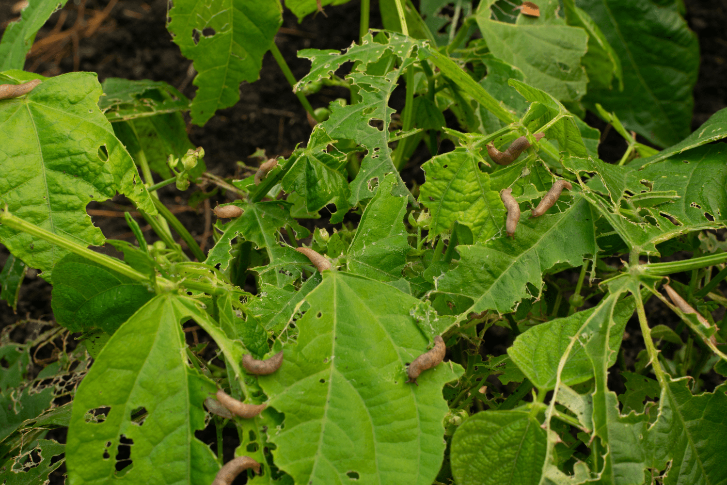 slugs eating plants