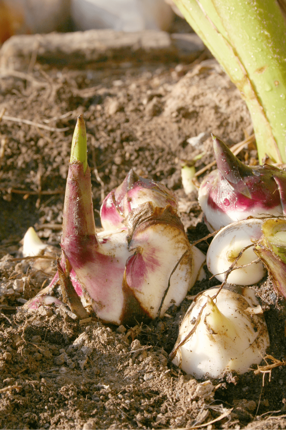 Rhizome
