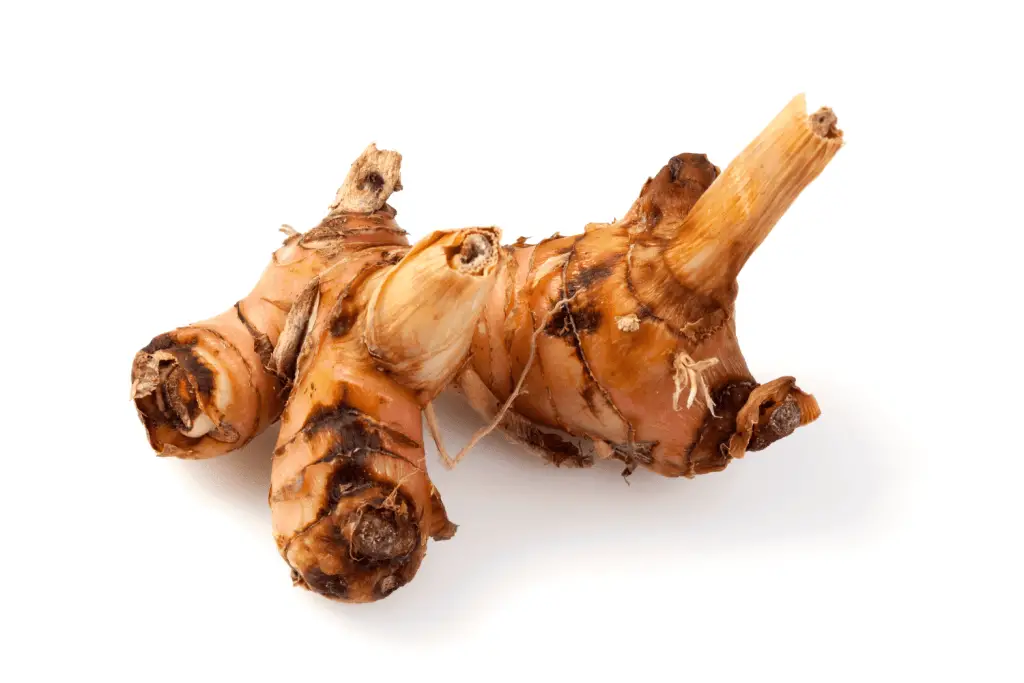 canna lilies perennials