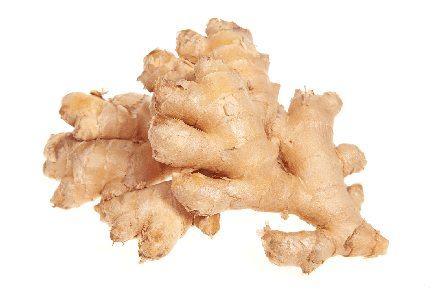 ginger rhizome