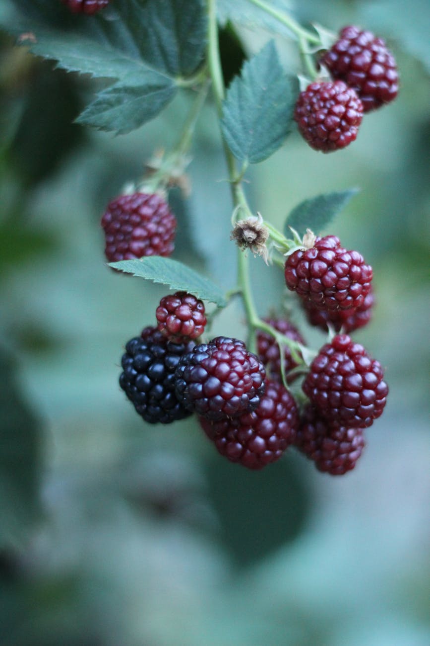 raspberry bush in close up shot