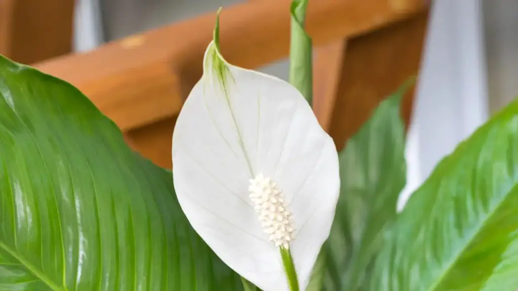 growing peace lilies