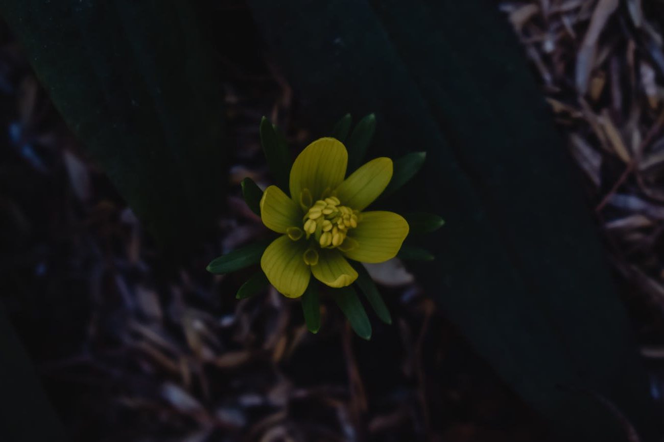 yellow flower in close up photography
bulbs to plant in fall