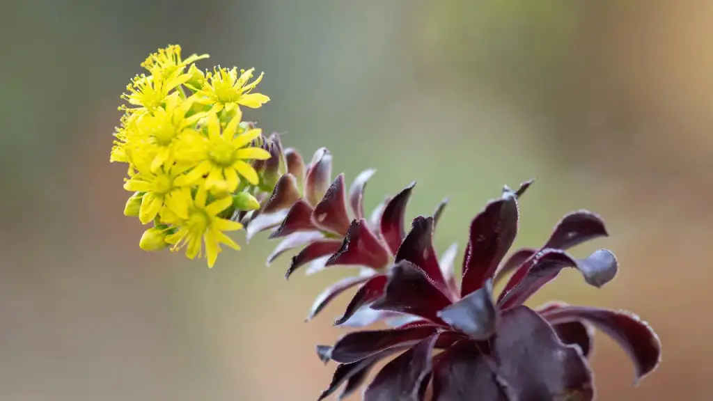 succulents with yellow flowers