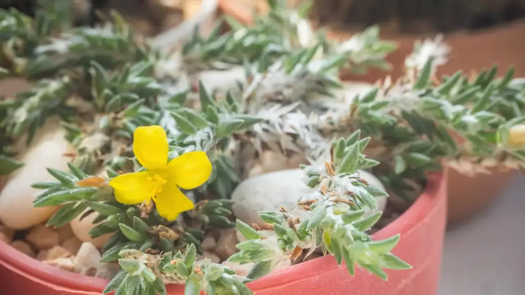 succulents with yellow flowers