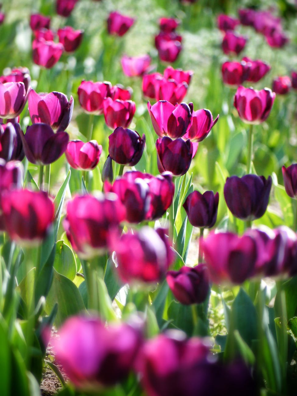 pink tulips