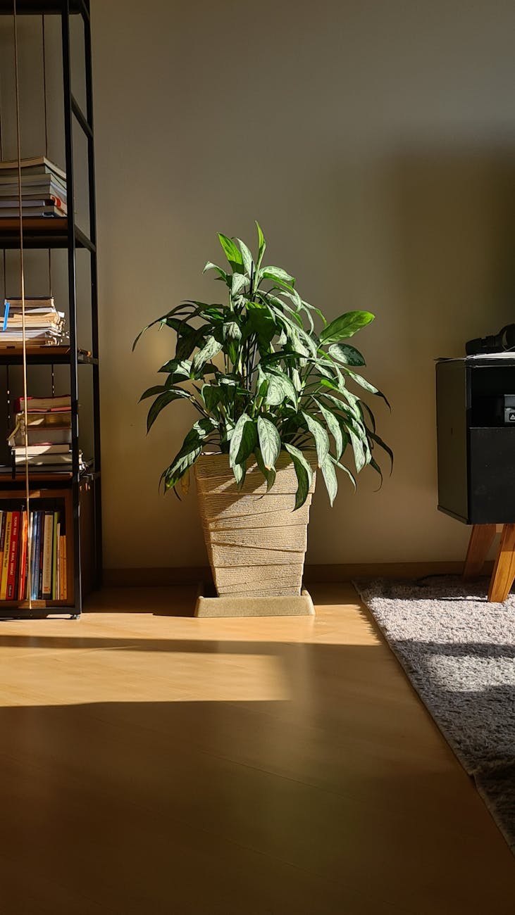 a potted plant beside the book shelves