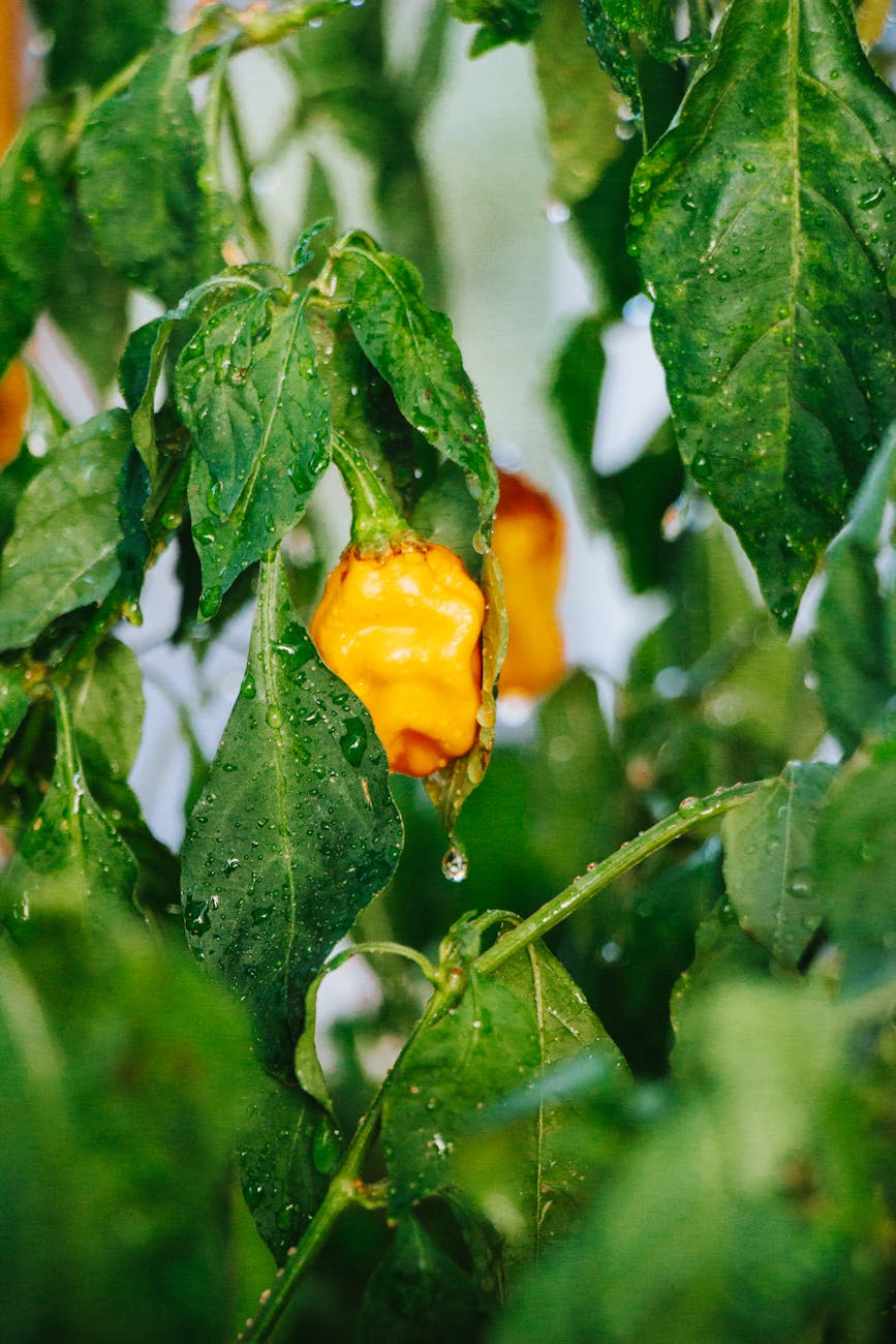 close up of a yellow pepper on a branch