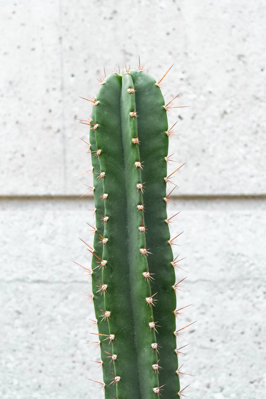 green cactus plant