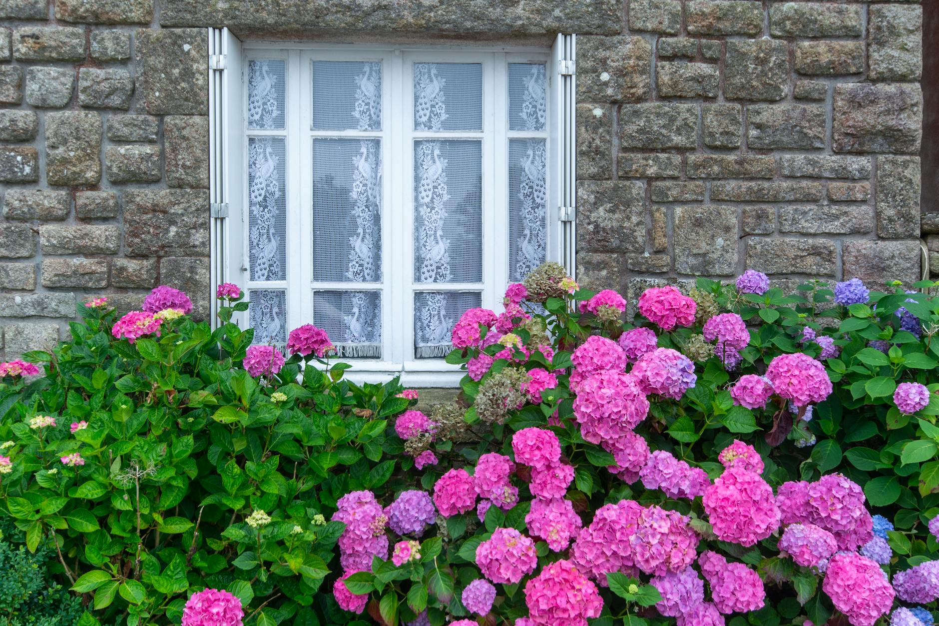 pink flowers by house windows