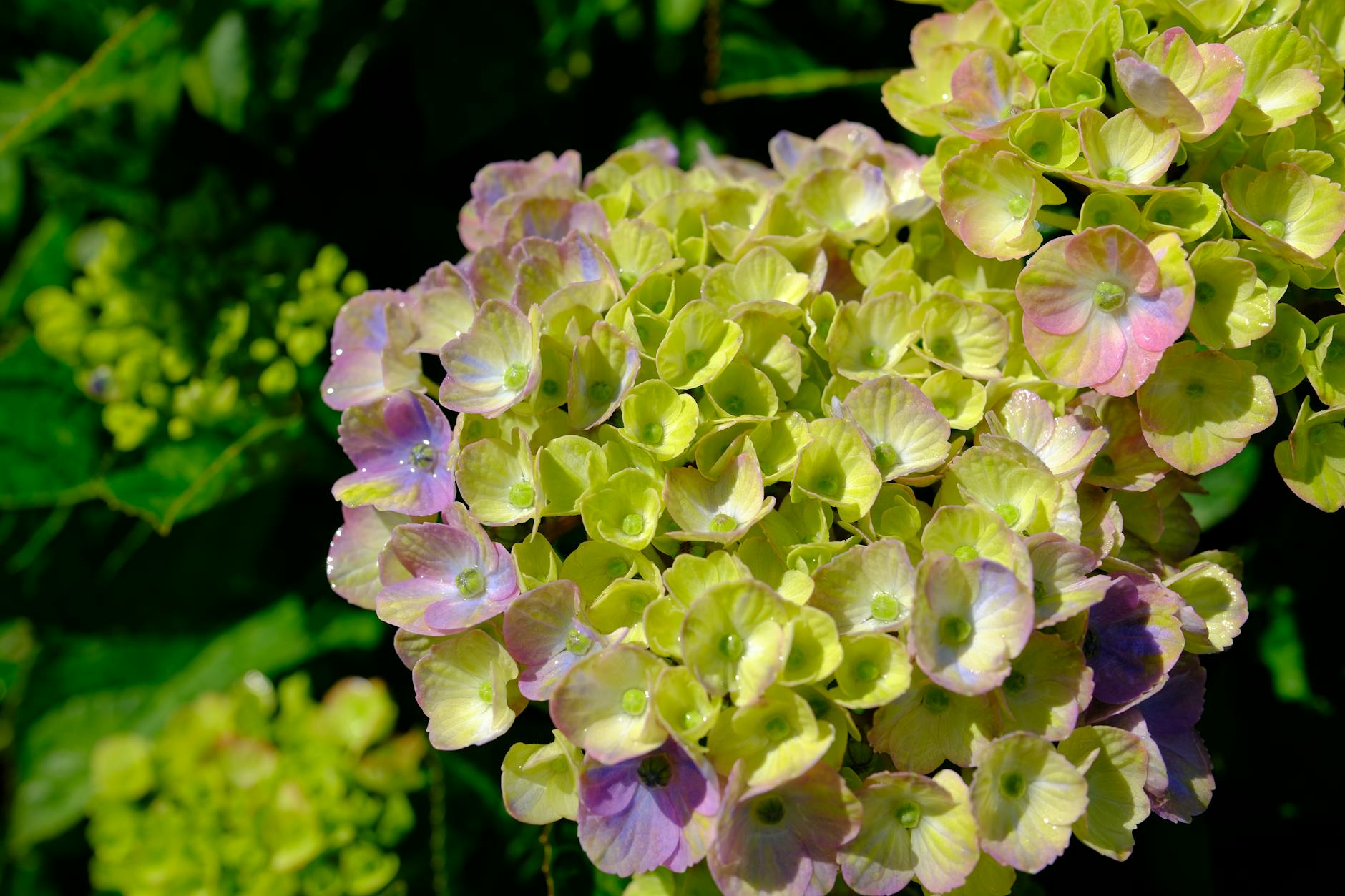 green hydrangea flowers