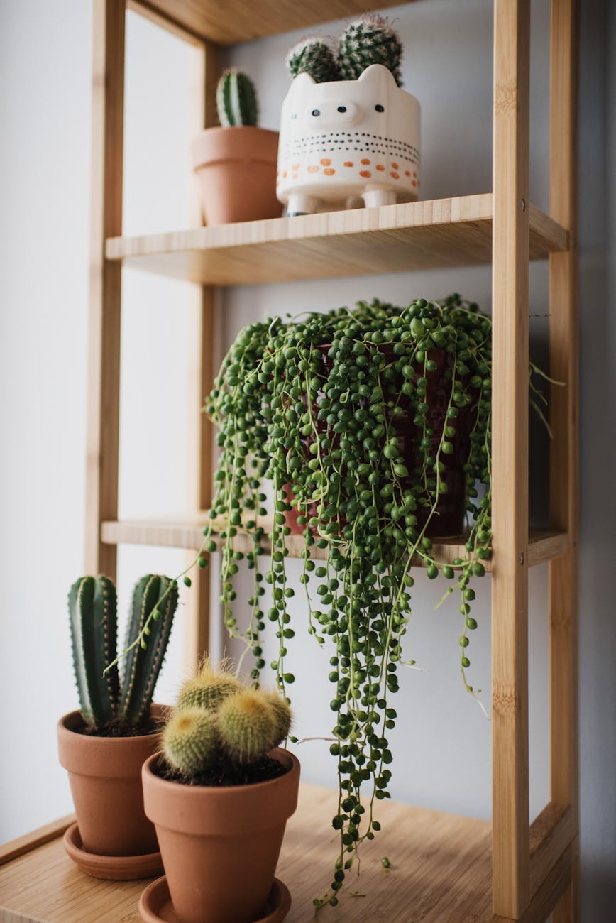 cacti on brown wooden shelves