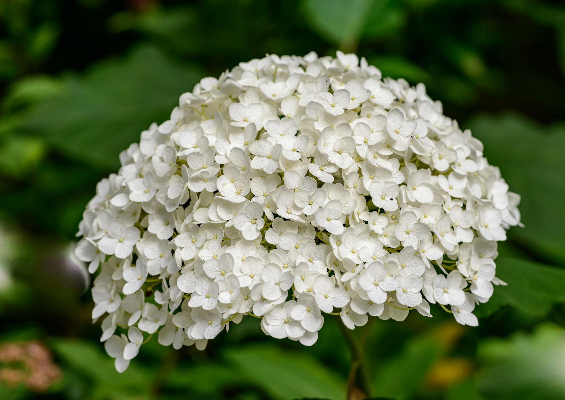blooming cluster of white hydrangea