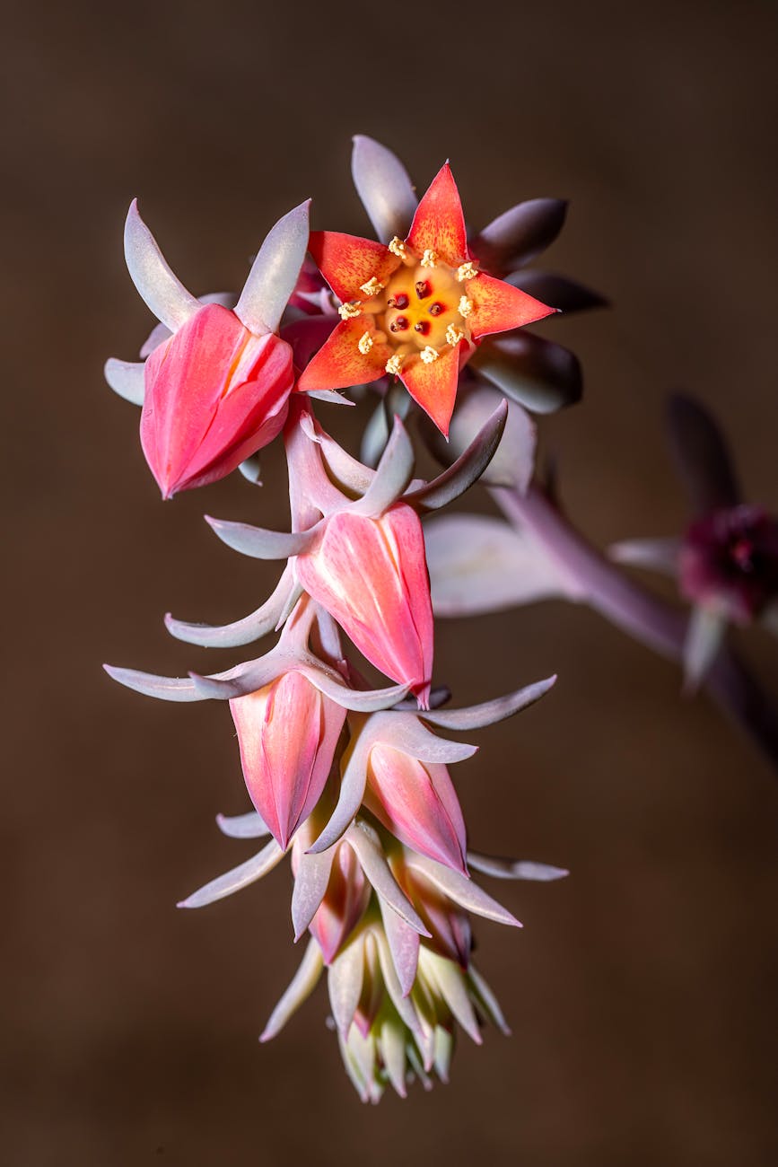 What is a Death Bloom on a Succulent?