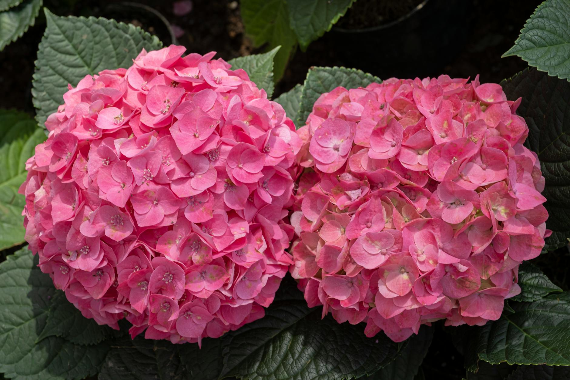 hortensia flowers with green leaves