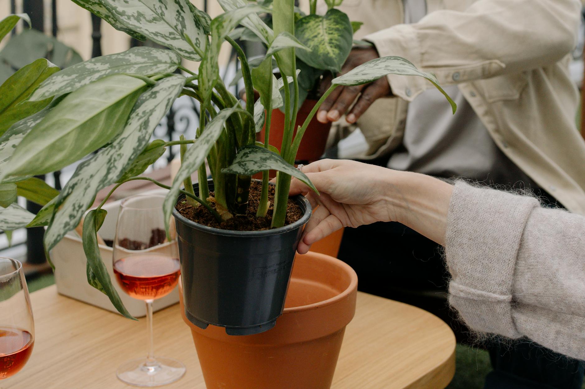 people growing plants in pots