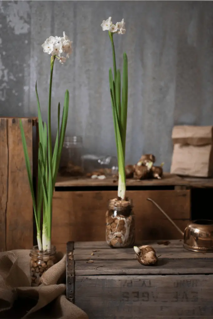 force narcissus bulbs