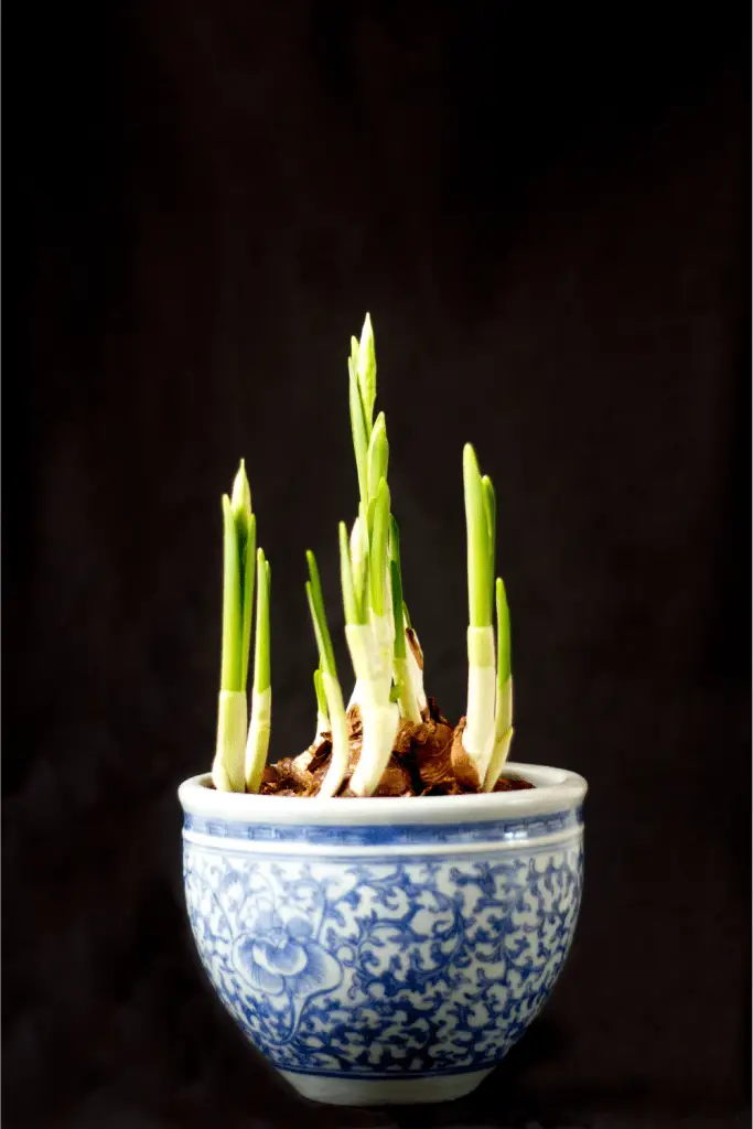 force Narcissus bulbs