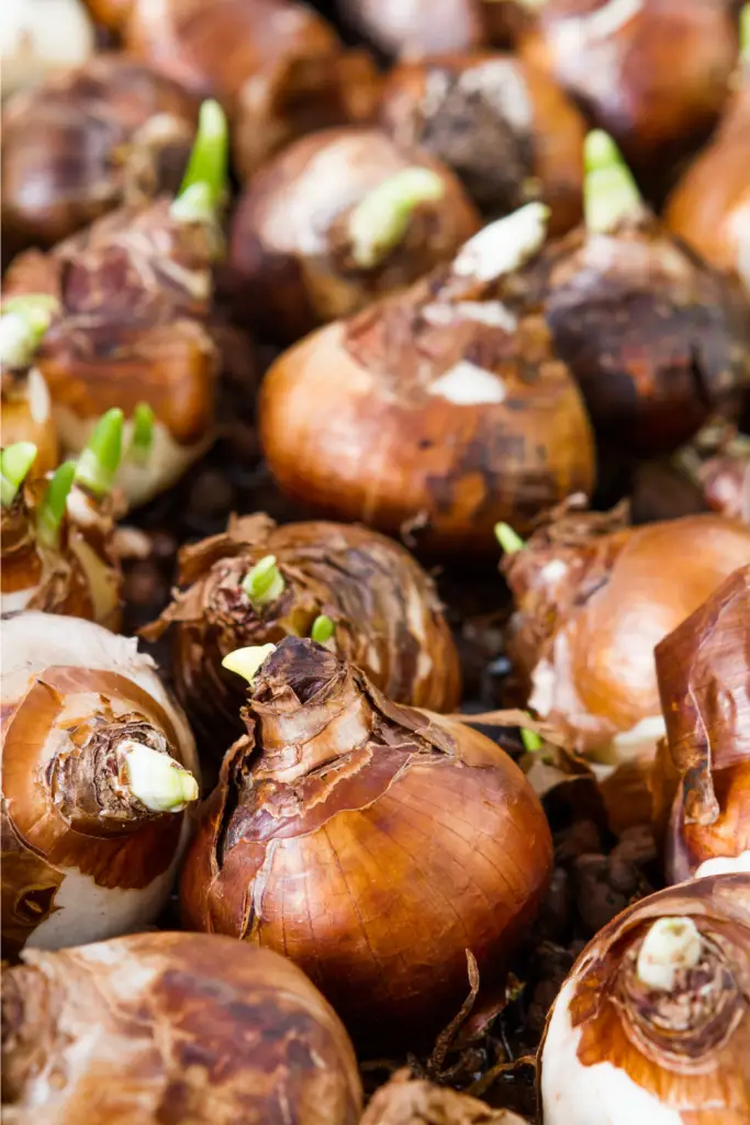 force Narcissus bulbs