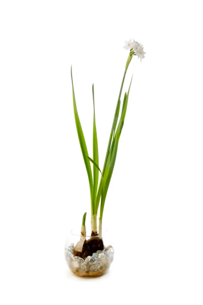 force narcissus bulbs