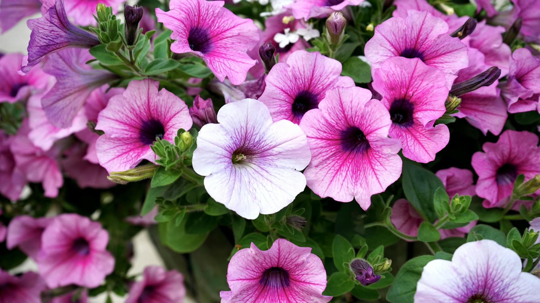 white and pink petaled flowers. fertilizer for petunias