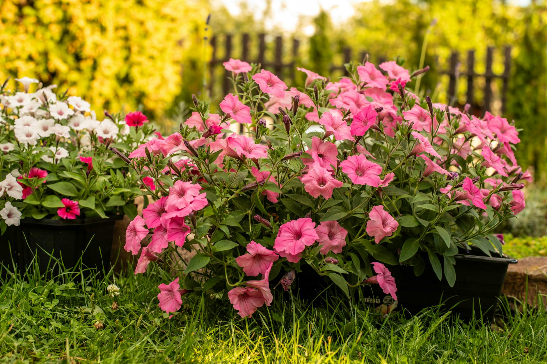 close up of pink and white petunias in a garden. fertilizer for petunias