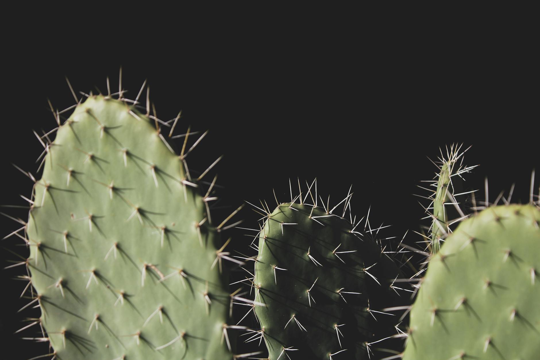 close up photo of three green cactus plants