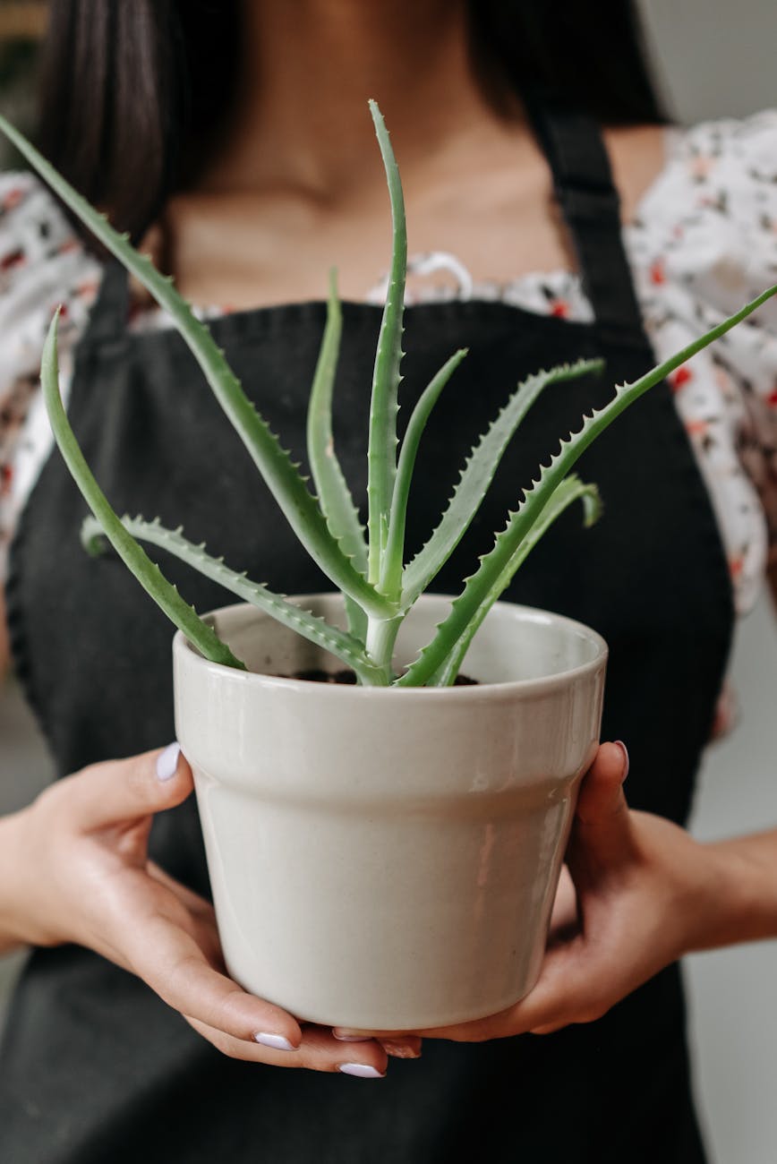 a person holding a plant in the pot