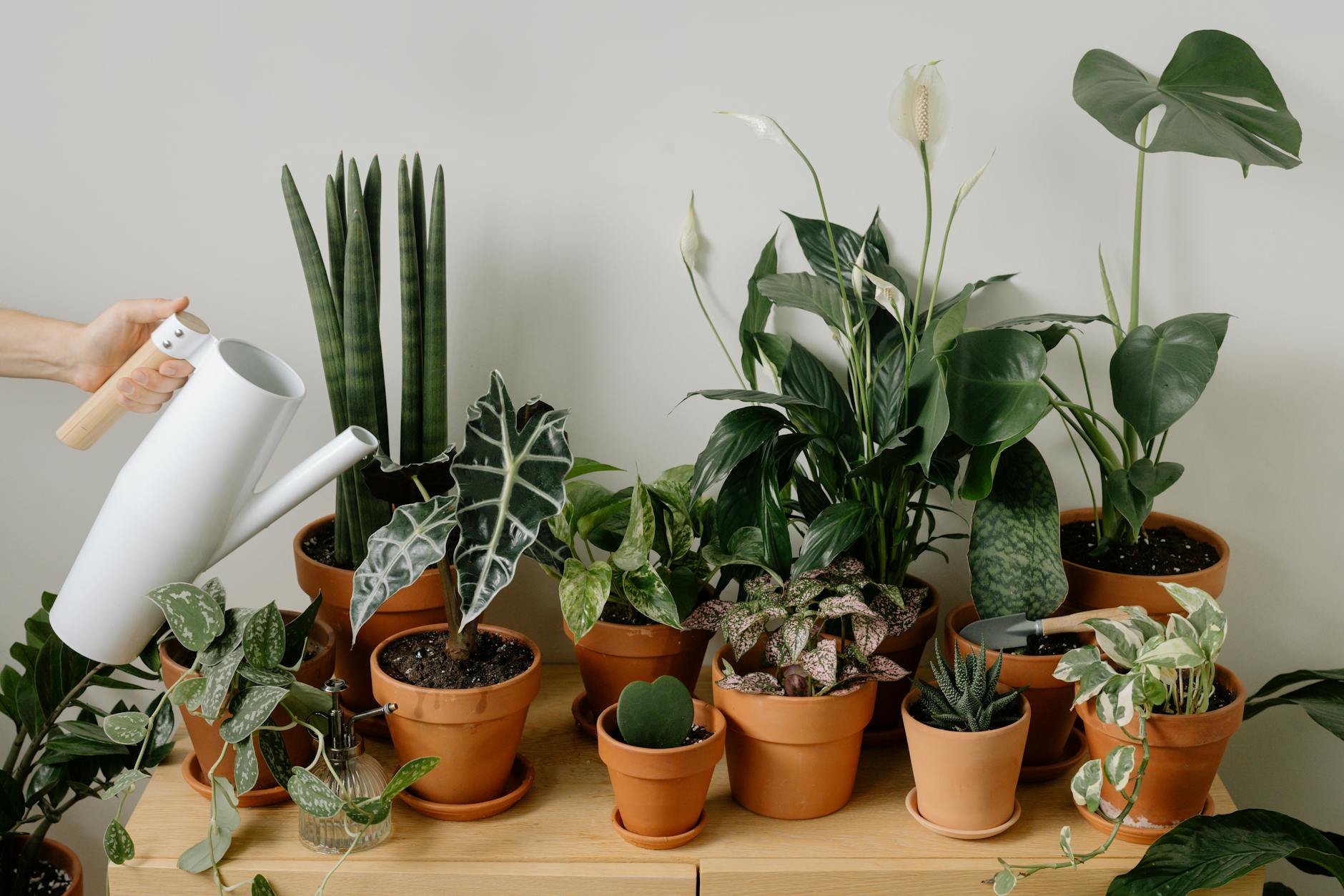 a green plants on brown pots. tropical houseplants