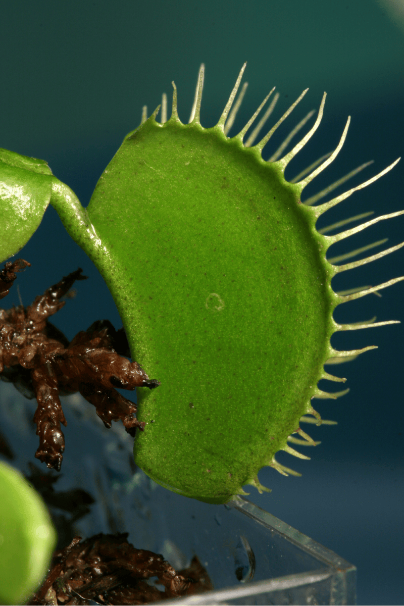 How to Make Your Venus Flytrap Grow Huge!