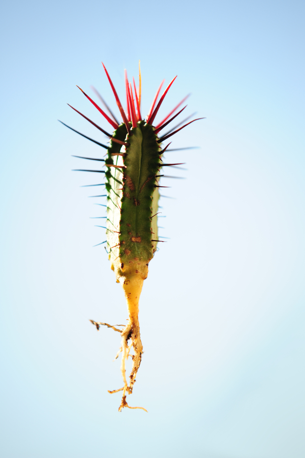 Cactus Roots