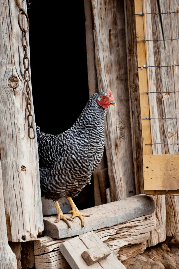 How big of a chicken coop for six chickens