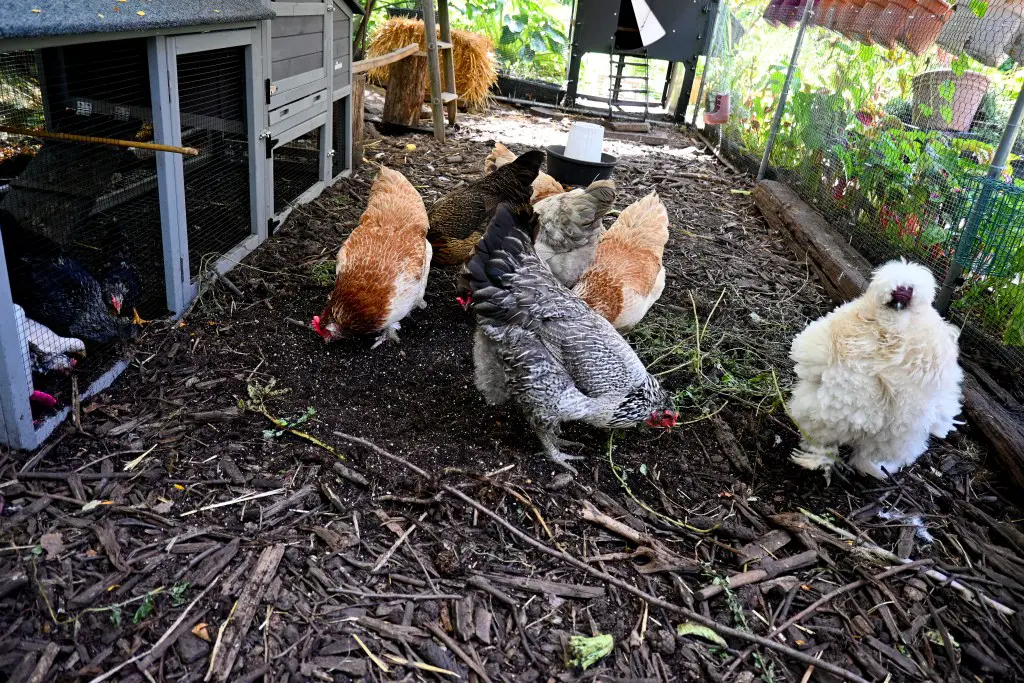 backyard chickens